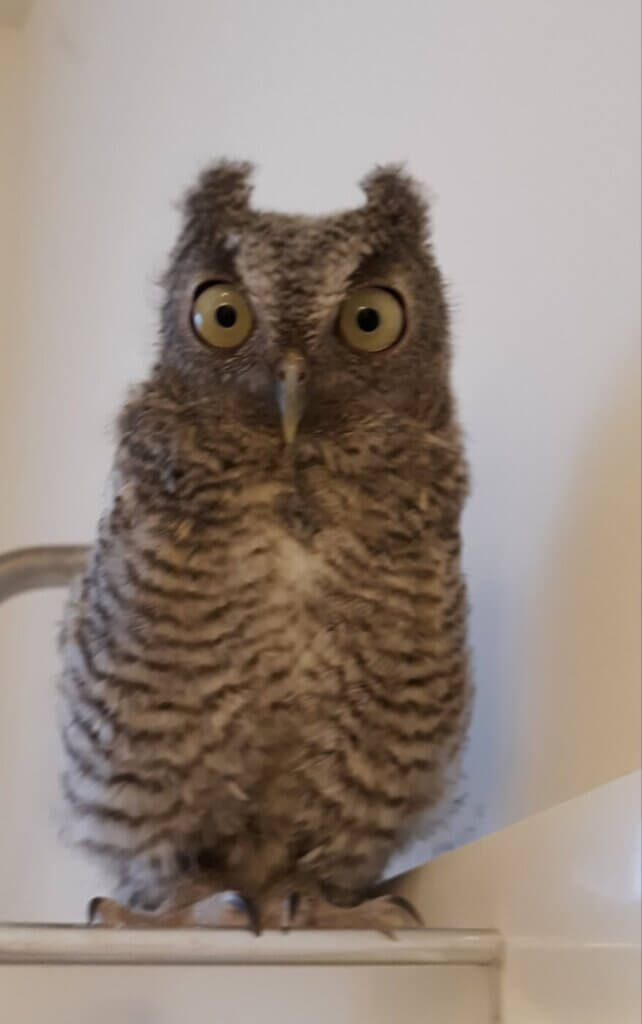 Owl