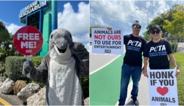 Tras múltiples citaciones, PETA pide a los funcionarios que terminen el contrato de arrendamiento del Miami Seaquarium 