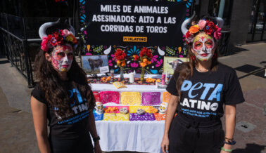 ‘Día de Muertos’: PETA Latino honra a innumerables víctimas de sangrientas corridas de toros