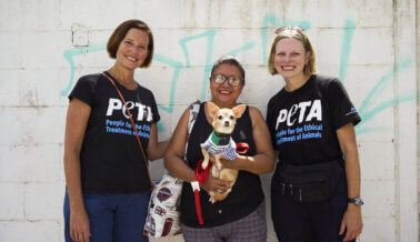 PETA Latino Organiza Evento de Esterilización/Castración de una Semana en Cancún
