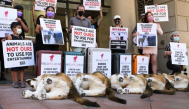 ¡Lo Logramos! Después de la Campaña Mundial de PETA, Millennium Hotels se Aleja de la Crueldad del Iditarod