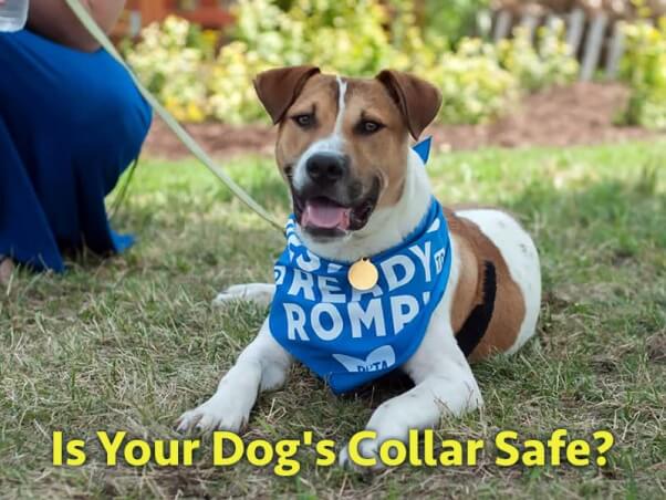 PETA-social-is-your-dogs-collar-safe