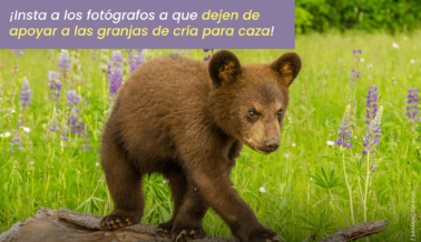 Pídeles a los Fotógrafos que Dejen de Explotar a la Vida Silvestre por Fotos Fingidas