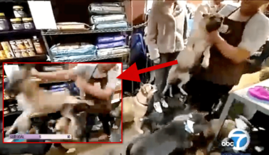 Empleada de Tienda de Mascotas Agarra a una Perrita del Cuello y la Arroja al Piso (Video)