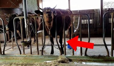 PETA expone la crueldad hacia las vacas y terneros usados para Wagyu