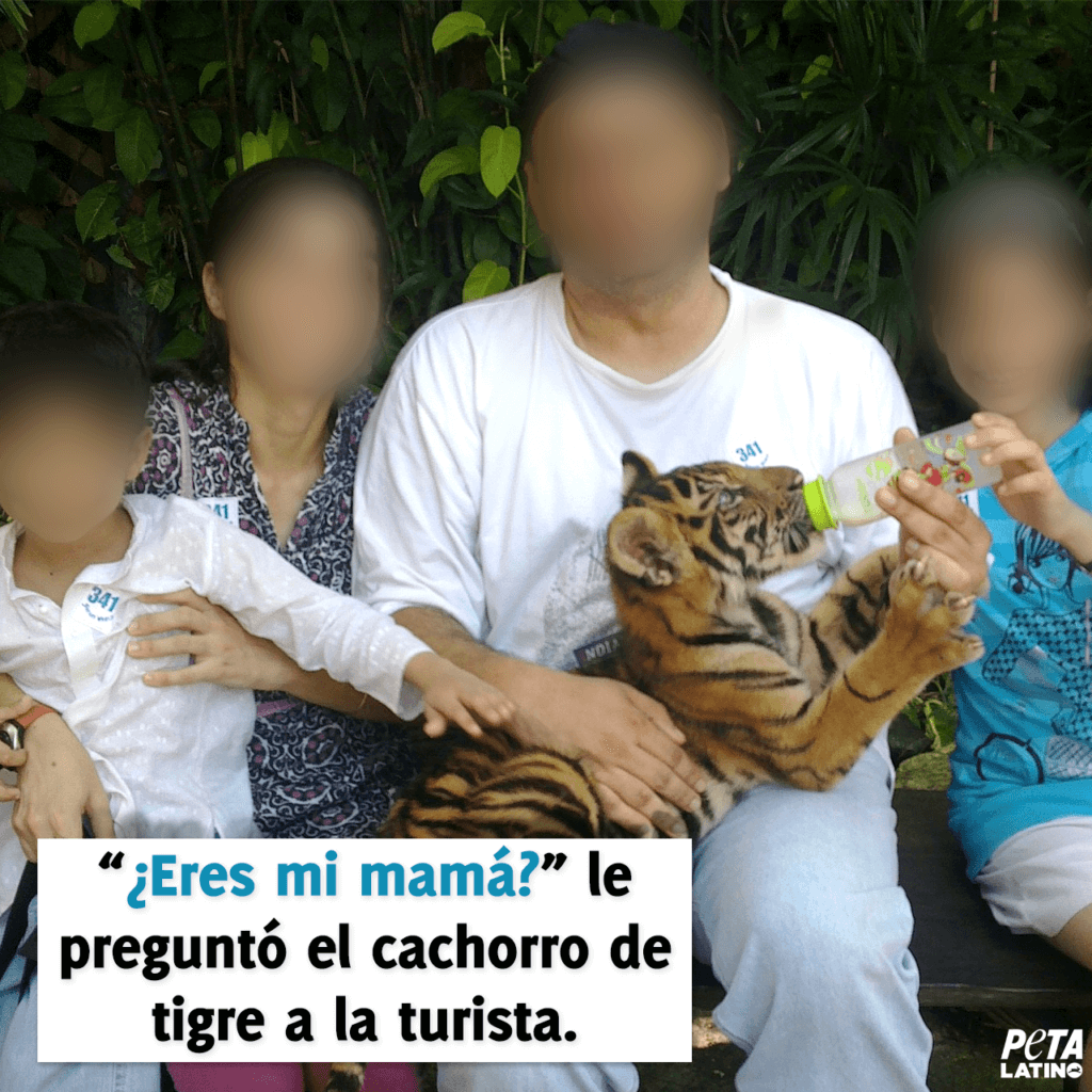 Cachorro de tigre