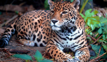 Ceremonia de la antorcha olímpica termina con la muerte a tiros de un jaguar en cautiverio