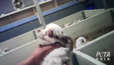 PETA Expone la Pesadilla de las Fábricas de Cachorros en Corea del Sur, ¡Comprométete a Adoptar!
