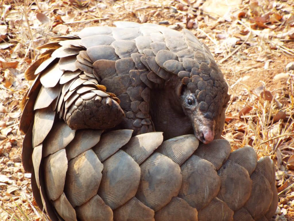 Pangolin