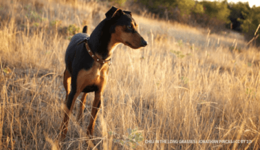 Esta peligrosa hierba podría matar a tu perro