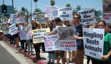 El Regreso del Circo Ringling, Ahora sin Animales, Envía un Fuerte Mensaje a la Industria: la Crueldad no Tiene Lugar en los Circos