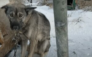 Perro atado en la nieve carrera de iditarod