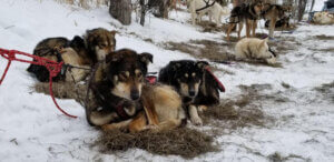 Perros atados en la nieve carreras de iditarod