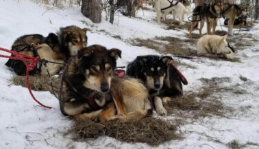 ¡Insta a los Nuevos Patrocinadores a que Dejen de Apoyar el Mortal Iditarod!