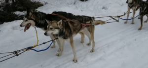 Perros atados en una carrera de iditarod