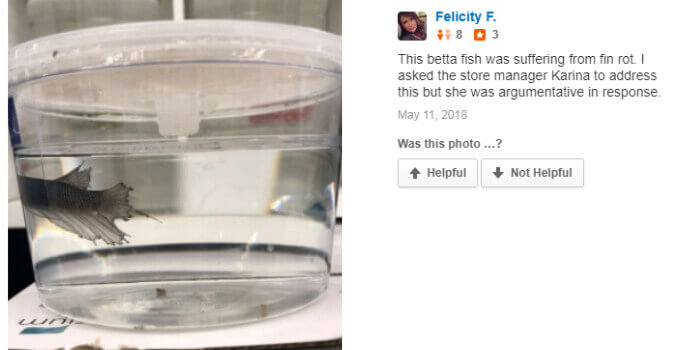 pez Betta en PETCO