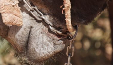 ¿Vas a Petra? Aquí tenemos 5 horribles razones por las que los animales sufren en la “Ciudad Perdida”