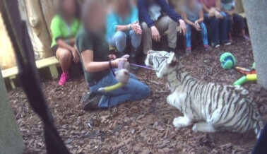 El Lado Oscuro y Mortal de Las Sesiones Fotográficas Con Cachorros de Tigre