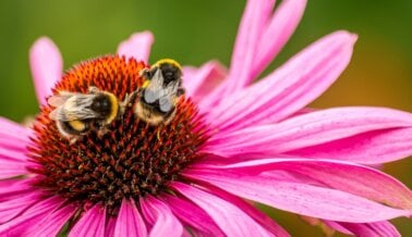 Cómo ser considerado con los animales en tu jardín