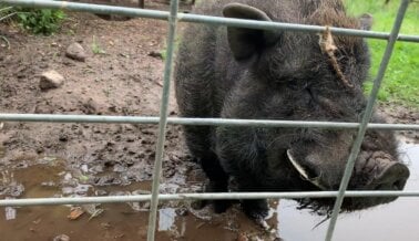 Tras Alerta de PETA, Animal Haven Zoo Es Citado por Múltiples Violaciones al Bienestar Animal