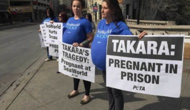 Manifestantes ‘embarazadas’ piden la libertad de la orca madre