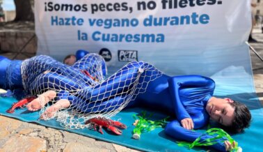 Cuaresma Sin Pescado con PETA Latino y PETA LAMBS: Los Tejanos se Engancharon