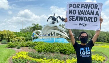 Este Podría Ser el Fin de SeaWorld, A Menos Que Siga Estos Pasos