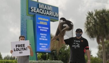 PETA Latino en la puerta de Miami Seaquarium en contra de su reapertura
