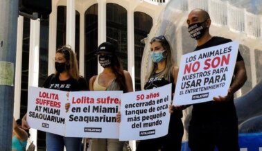 Latinas por Lolita: PETA Latino Homenajea a las Estrellas que Presionan por la Liberación de esta Orca