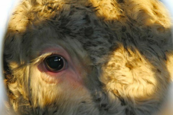 Cow eyes (Toronto Cow Save)