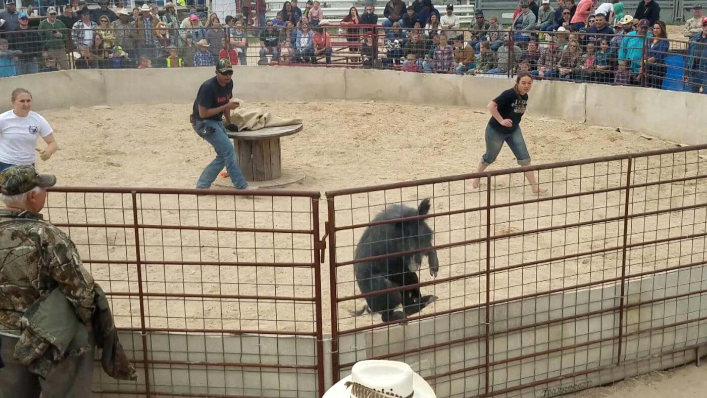 Petrified pigs crashed headfirst into metal fencing, trying to escape.