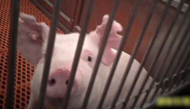 URGENTE: Se Confirman las Advertencias de PETA: Corazón de Cerdo Trasplantado Infectado con Peligroso Virus