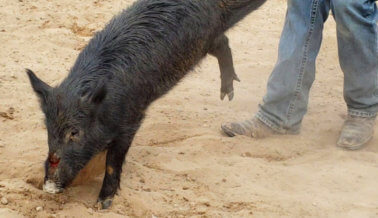 Persecución de Cerdos Salvajes en Texas: ‘Ejercer la Crueldad’