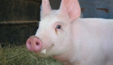 Las 10 razones más importantes para no comer cerdos