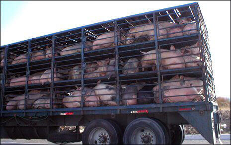 Pig_Transport