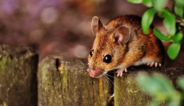 ¡Victoria! Brasil prohíbe uso de animales en crueles experimentos en clase