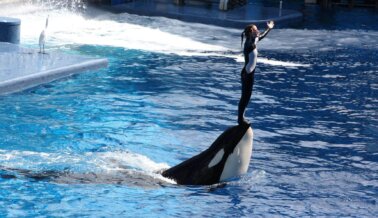 5 Videos Que SeaWorld No Quiere Que Veas