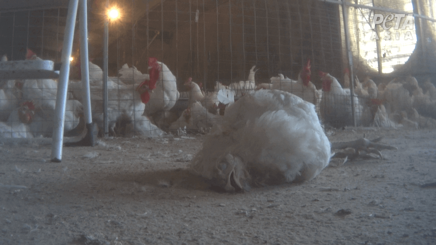 Pollo muerto en granja UK