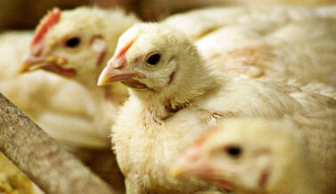 10 Razones Por las que No Deberías Comprar Pollo Rostizado