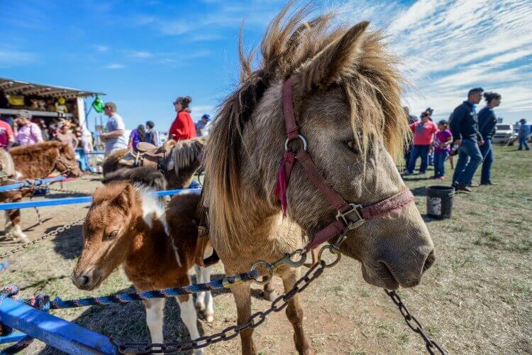 Los ponis usados para paseos