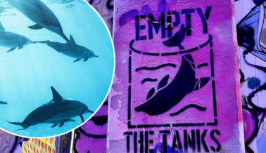 Praxis Bombardea Miami con su Arte Para Apoyar a los Delfines Hambrientos del Seaquarium