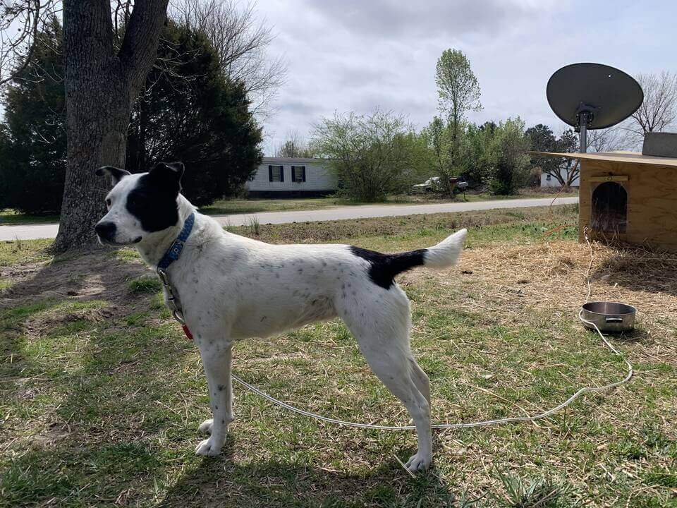 Un perro