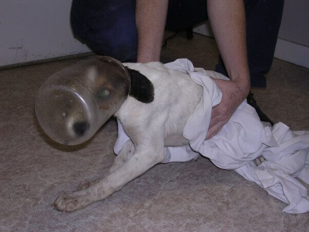 puppy-with-jar-on-head-602x452