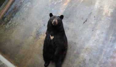Insta al Zoológico de Pensylvania que Retire al Último Oso que Queda Ahí, en un Santuario Acreditado