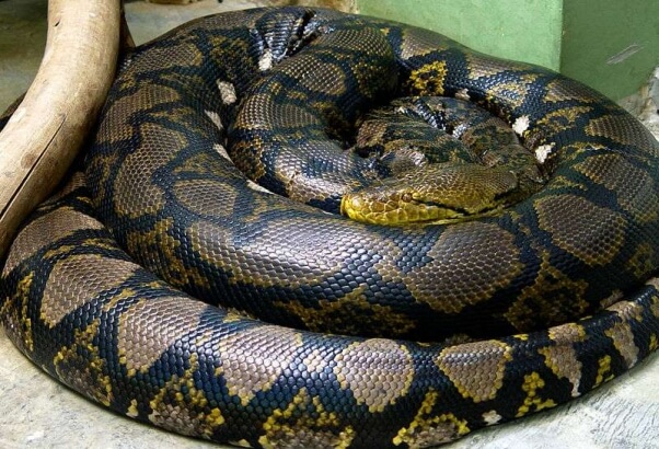 Serpent - snake