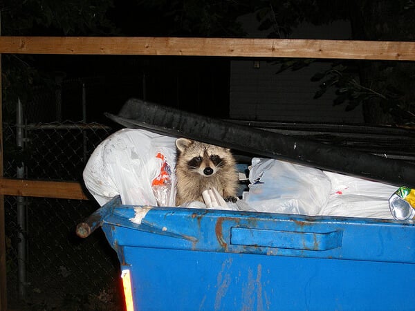 Raccoon inside trash can