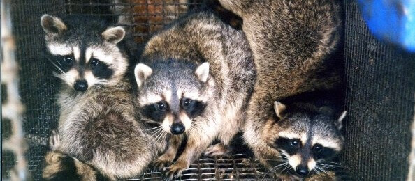 Raccoon_Fur_Farm_PETA_owned