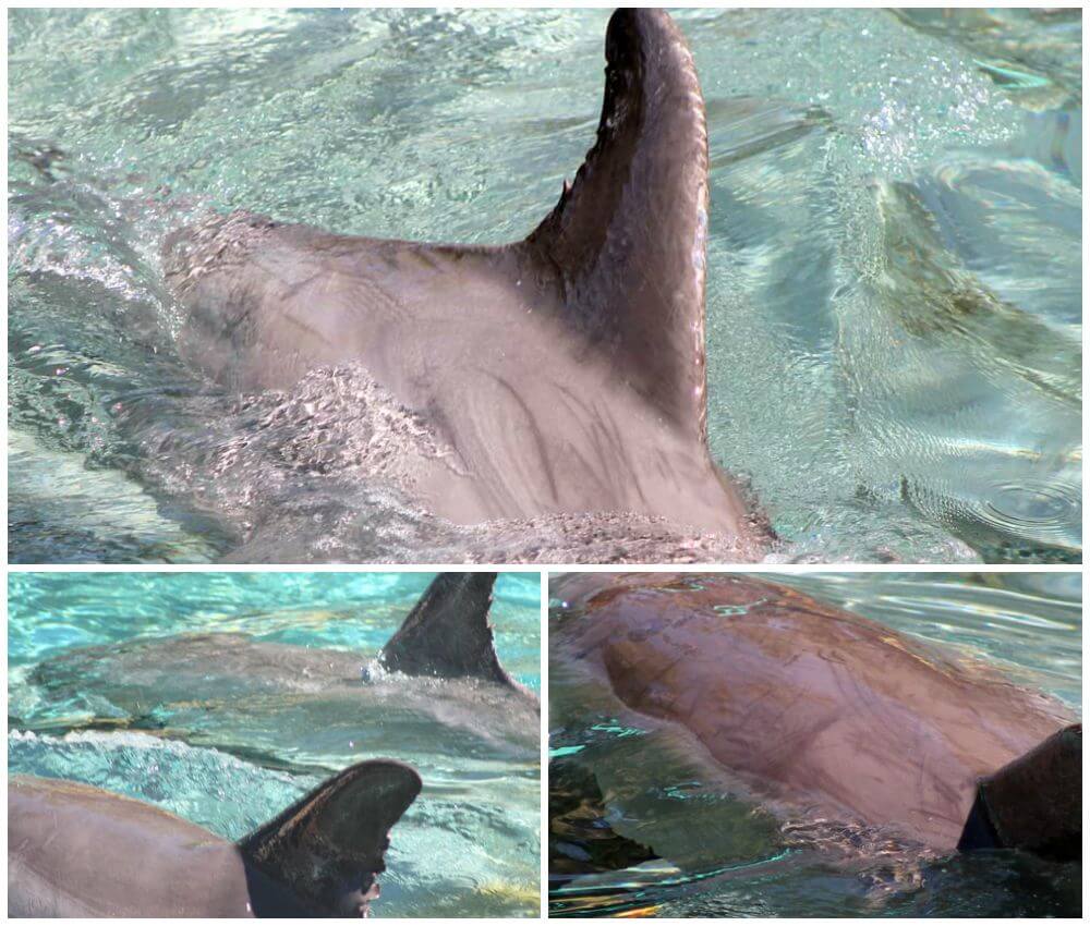 Rake-marks-and-dorsal-fin-damage-dolphins