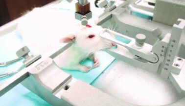 90% de los experimentos en animales fracasan. ¿Por qué se siguen haciendo?