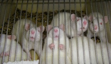 ¡Progreso! FDA estudia “órganos-en-chips” para reemplazar pruebas con animales